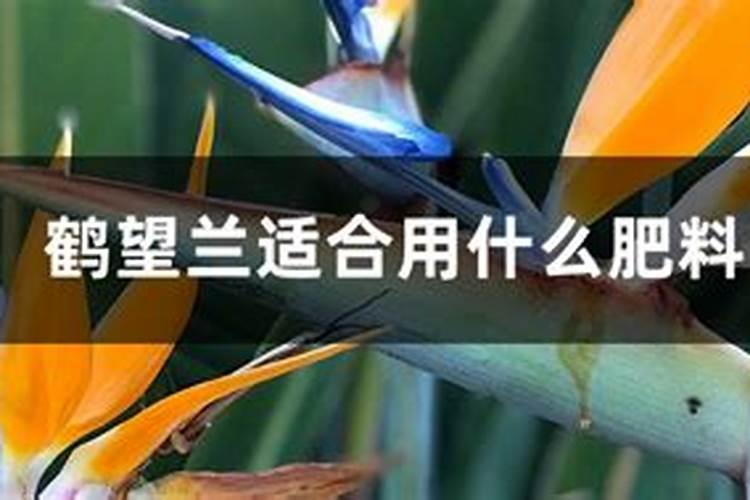 鹤望兰施肥方法及注意事项