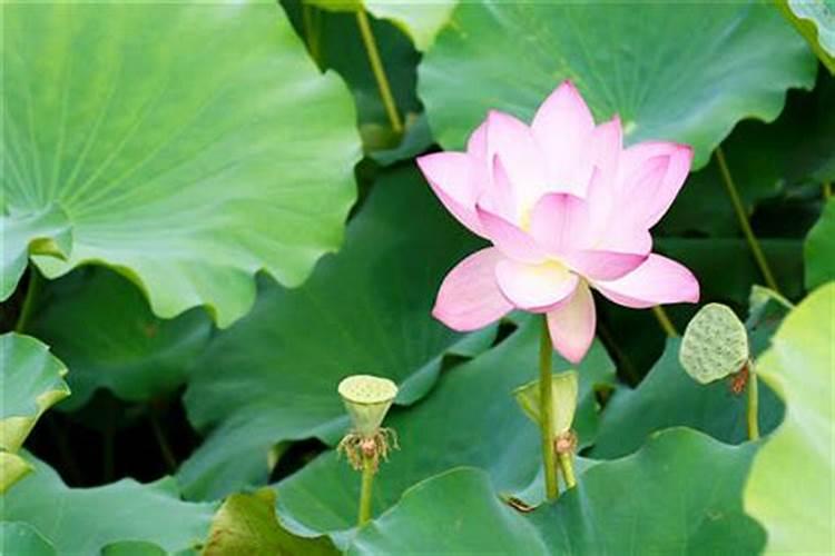 荷花需要什么肥料,给足底肥、适当追肥