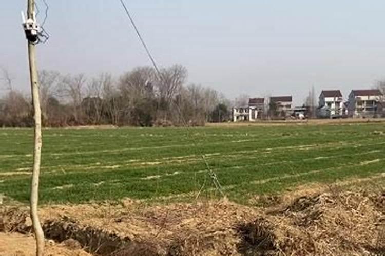 番茄沙土地适合施什么复合肥