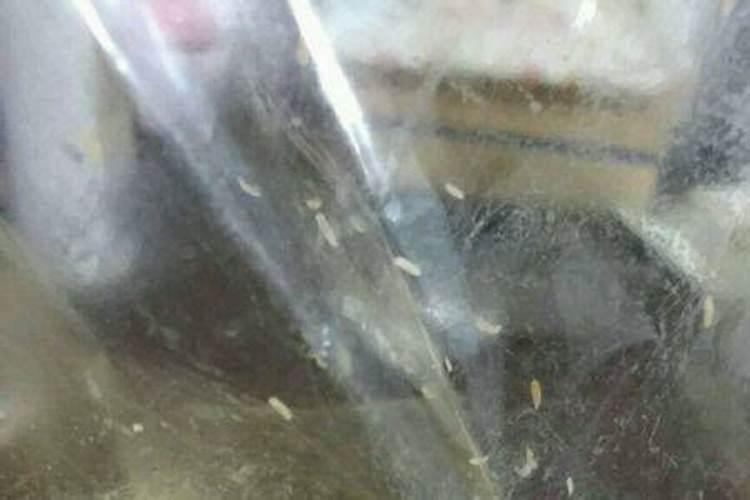 广州一翔一翔业务