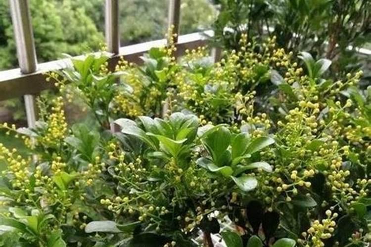 地膜种大蒜方法和过程