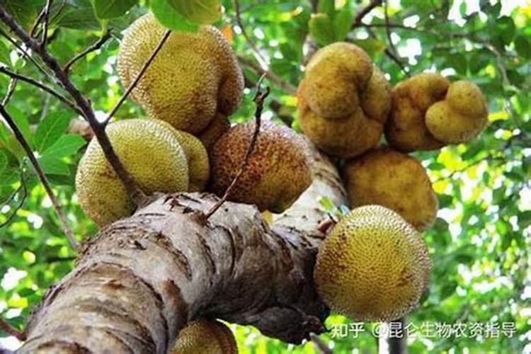 菠萝蜜种植后用什么肥料