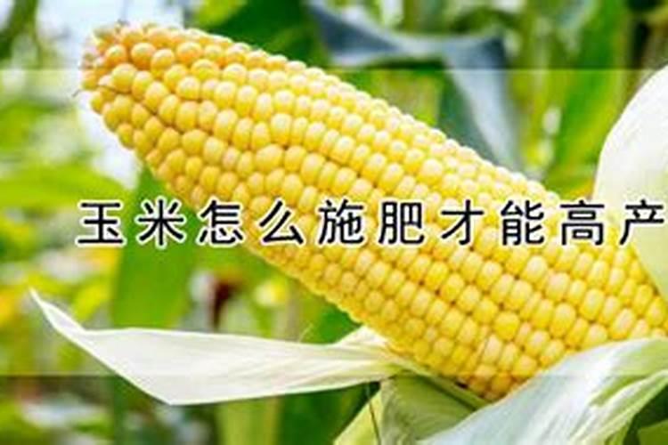 樱桃树施什么肥最好