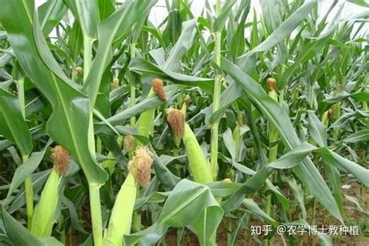 玉米什么时候放尿素好？