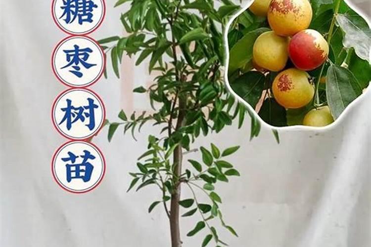 黑芝麻核桃粉每天吃多少合适 芝麻核桃粉什么时候吃好