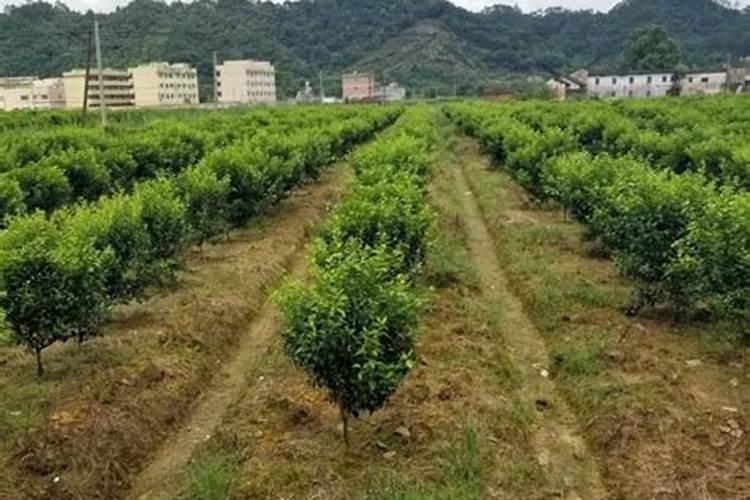 兰花喷施叶面肥需要注意些什么
