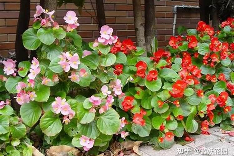 四季海棠施什么肥
