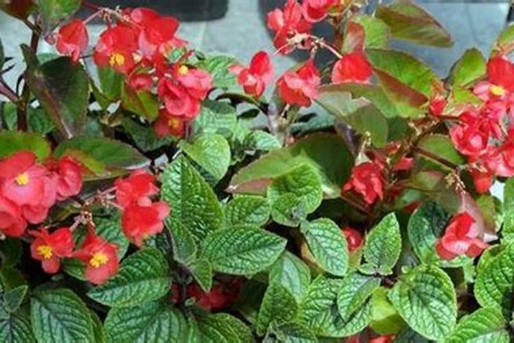 海棠花夏季能不能施肥