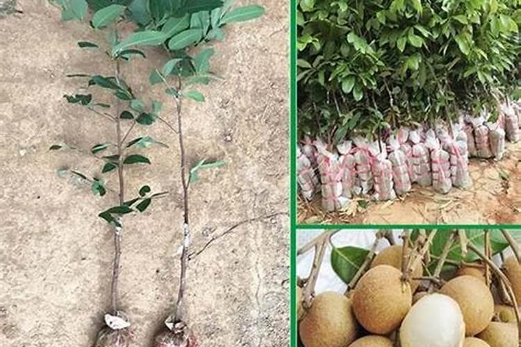 桂圆树怎么在叶处开花？