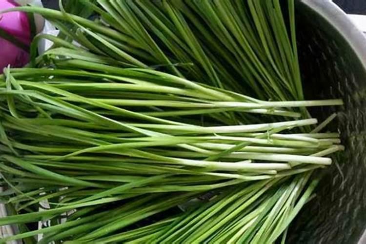 刚出苗的韭菜太细怎样管理