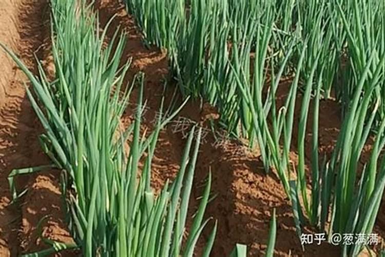 三乙磷酸铝能不能和别的农药混用