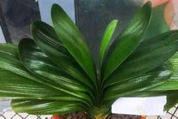 观叶植物用什么肥最好