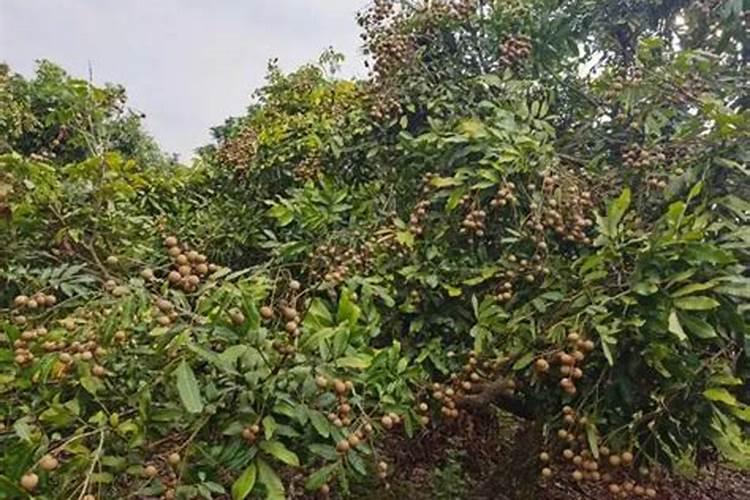 桂圆树采果后怎么施肥 施加什么肥料好