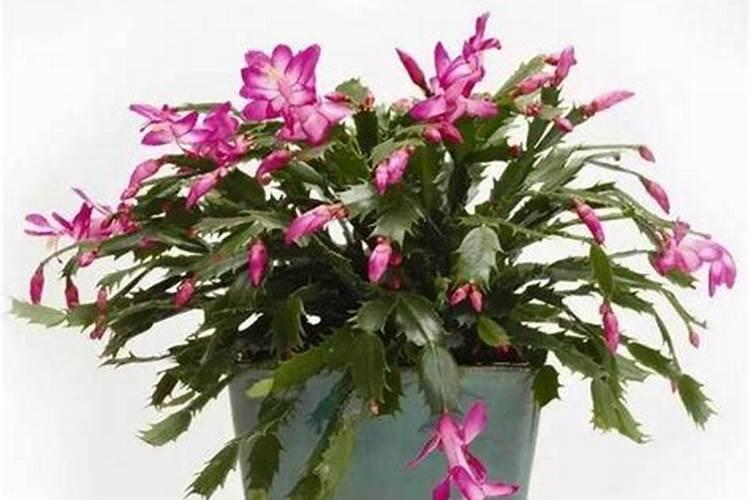 桂花移栽后多久活过来
