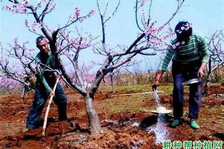 迪斯科集团规模大不大