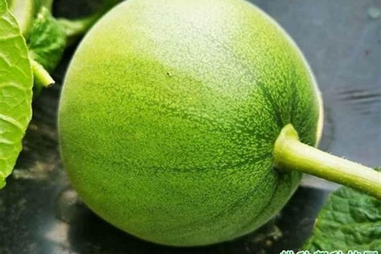 甜瓜小苗期施肥方法
