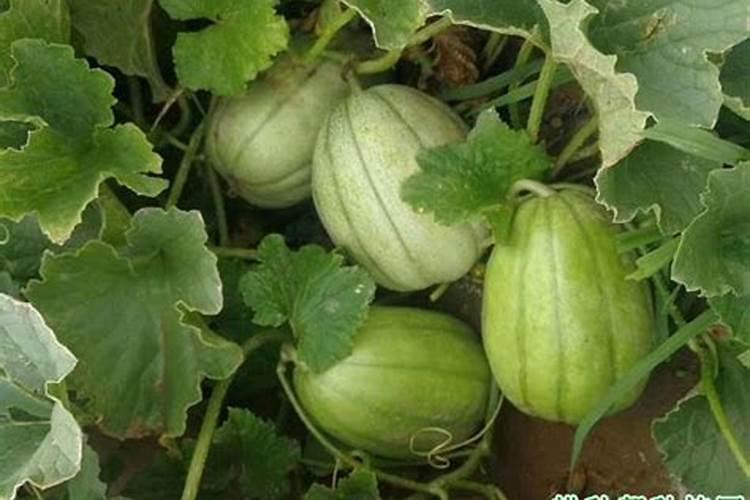 甜瓜用什么肥料,甜瓜施肥技术