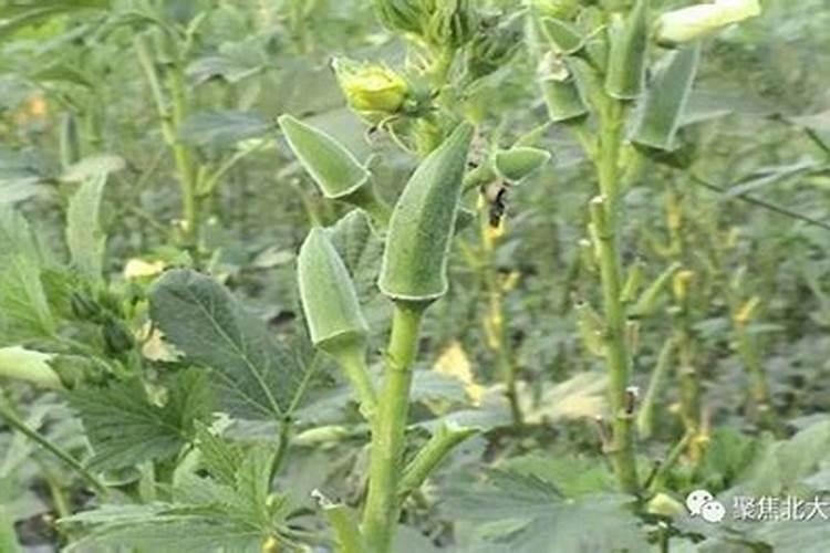 车厘子能在许昌种植么？