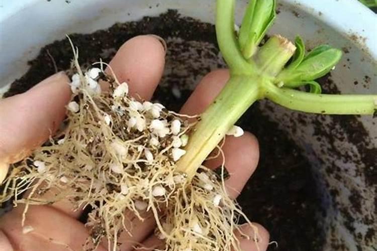 罗汉怎样旺枝生根？