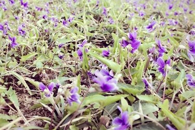 芸苔素能和保果剂2.4d混合使用吗？