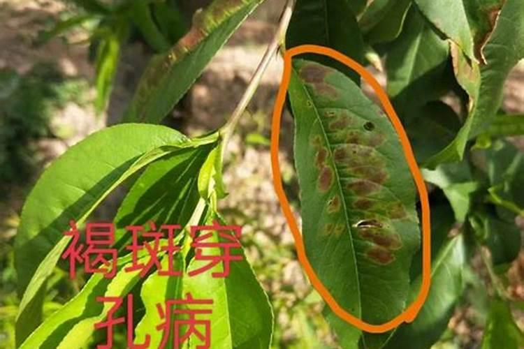 桃子生长后期裂果的原因及解决措施