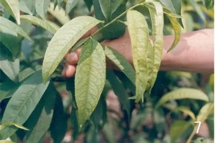 桃树缺素症状和补救措施是什么？