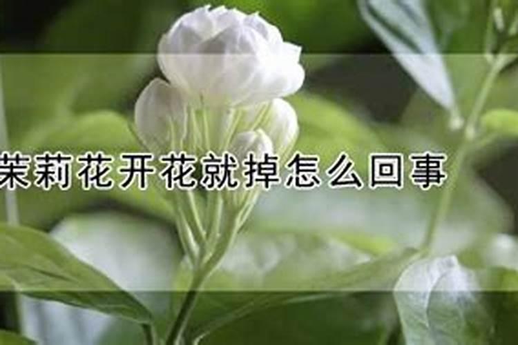 油菜的硼肥怎么施用？需要注意哪些方面？