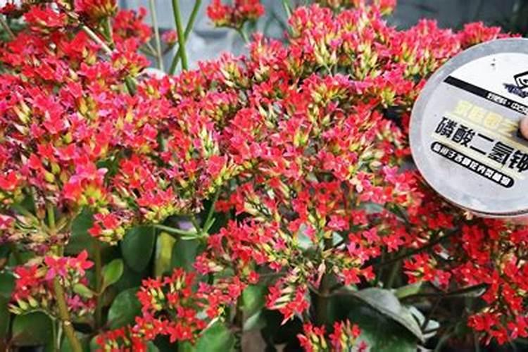 花生开花期叶面喷施磷酸二氢钾和铁肥氮肥行吗？