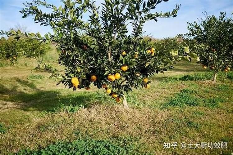水溶肥和晶体二铵能合起来用吗？