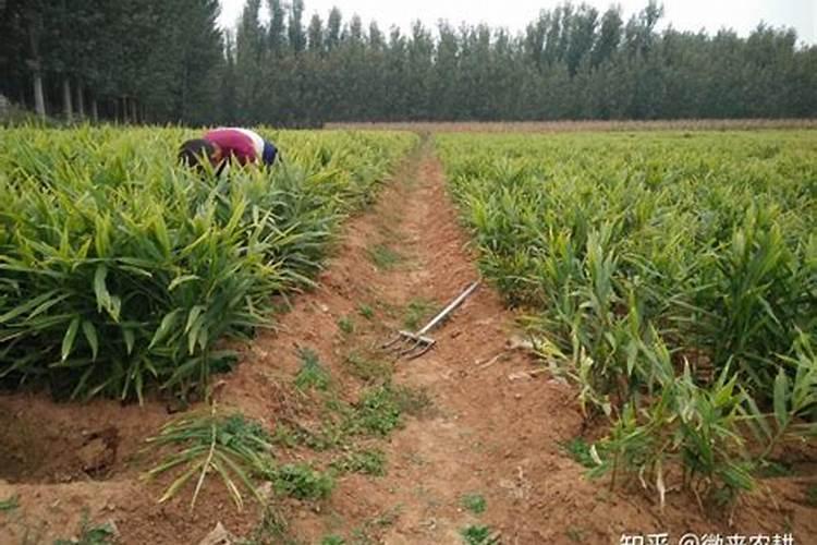 为什么种植油菜要增施硼肥？硼肥的功效有哪些？