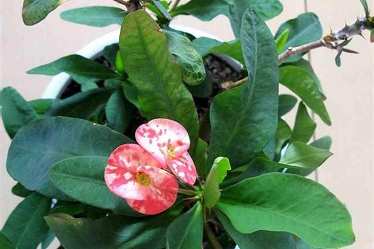 盆栽虎刺梅施什么肥好 虎刺梅的施肥养殖方法