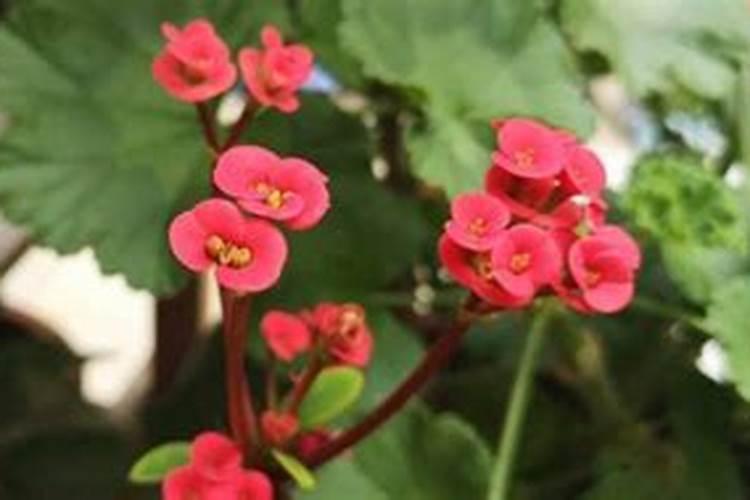 国内最好的芸苔素内酯