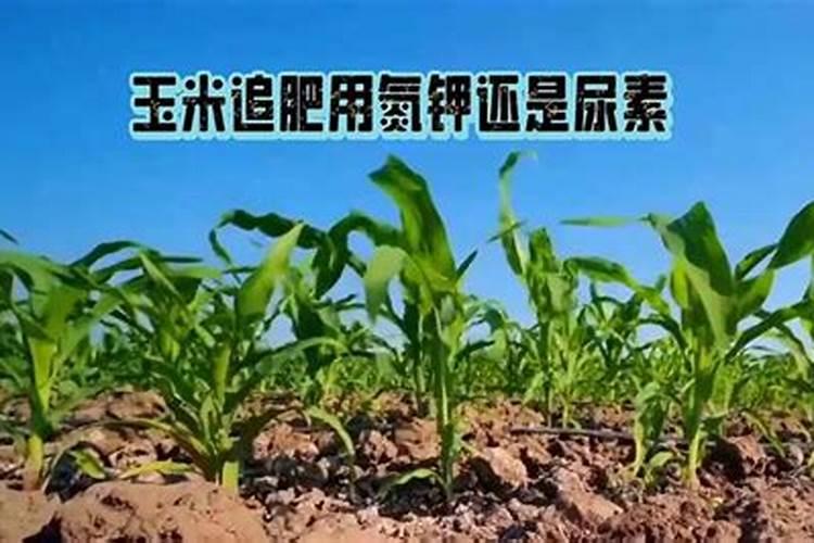 玉米追肥上什么肥料好