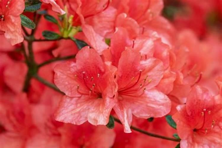 杜鹃冬季可以施肥吗 杜鹃花的寓意