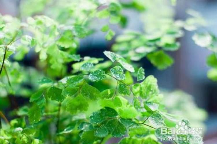 种韭菜用什么肥料最好