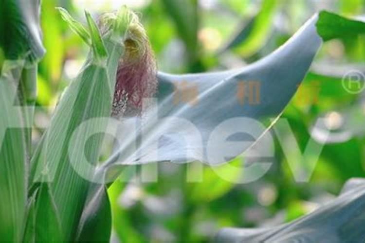 百香果多久施一次肥 施什么肥好
