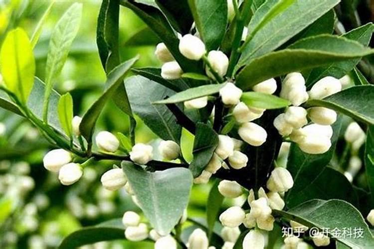 大量元素水溶肥料执行标准