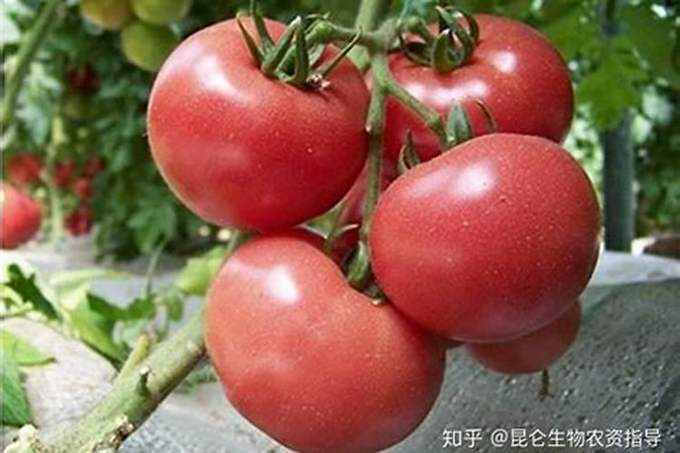 西红柿施肥用什么肥料好