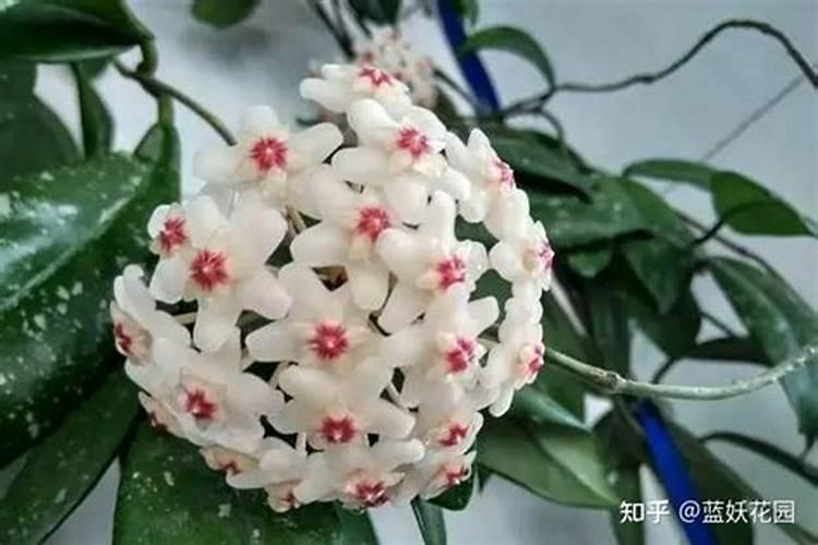 什么土壤缺硅？怎样用？施多少？