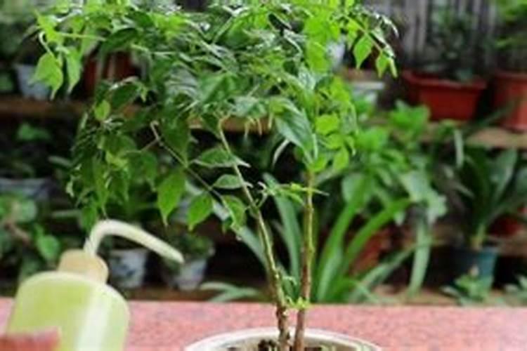 幸福树多久施一次肥 施什么肥好