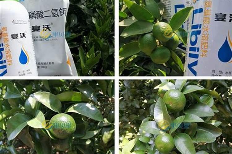 花生在苗期喷施叶面肥,都有哪些注意事项？
