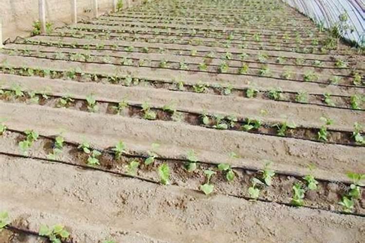 葡萄用硼肥每亩三公斤会中毒