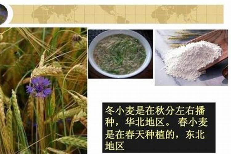 西瓜根糸不发达不适应冲二次高钙高钾肥吗？