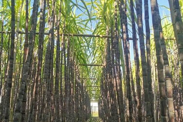 甜菜叶面施肥应把握哪些要点？