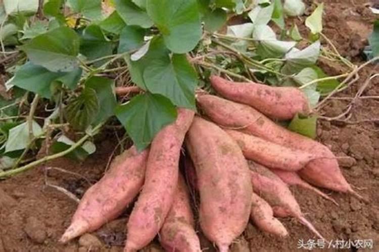复合肥可以兑水浇到西瓜苗根上吗？