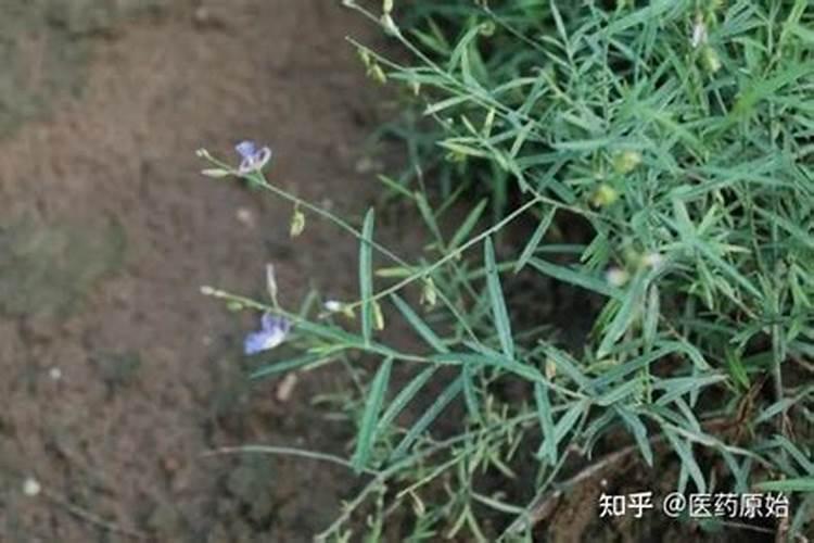 鱼塘撒化肥怎样垂钓