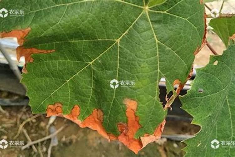 葡萄叶子上的枯点是什么原因,怎么防治？