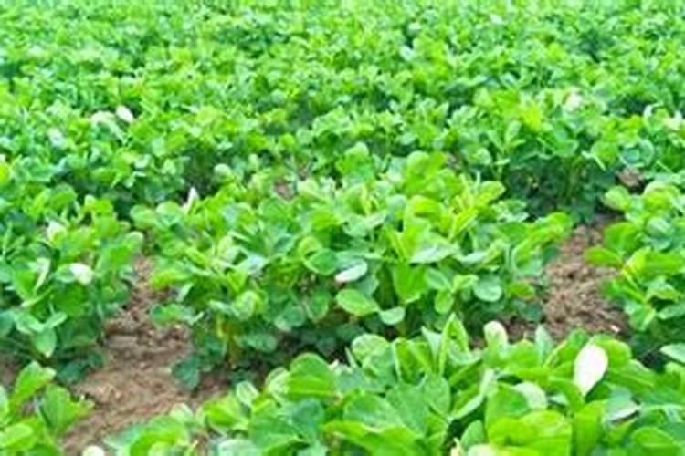 花生喷施硼肥的最佳时间 什么时候喷施最好