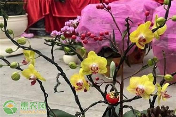 蝴蝶兰要怎样施肥？