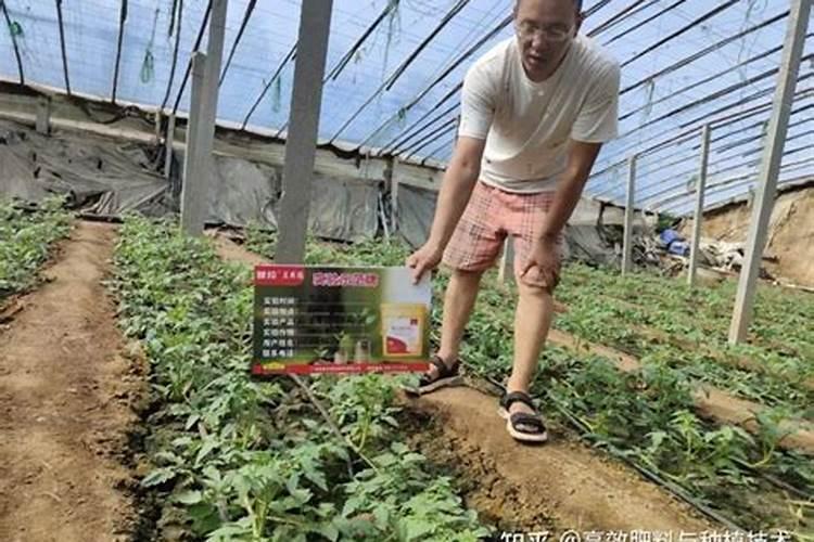 出口蔬菜用什么样的肥料追肥好？
